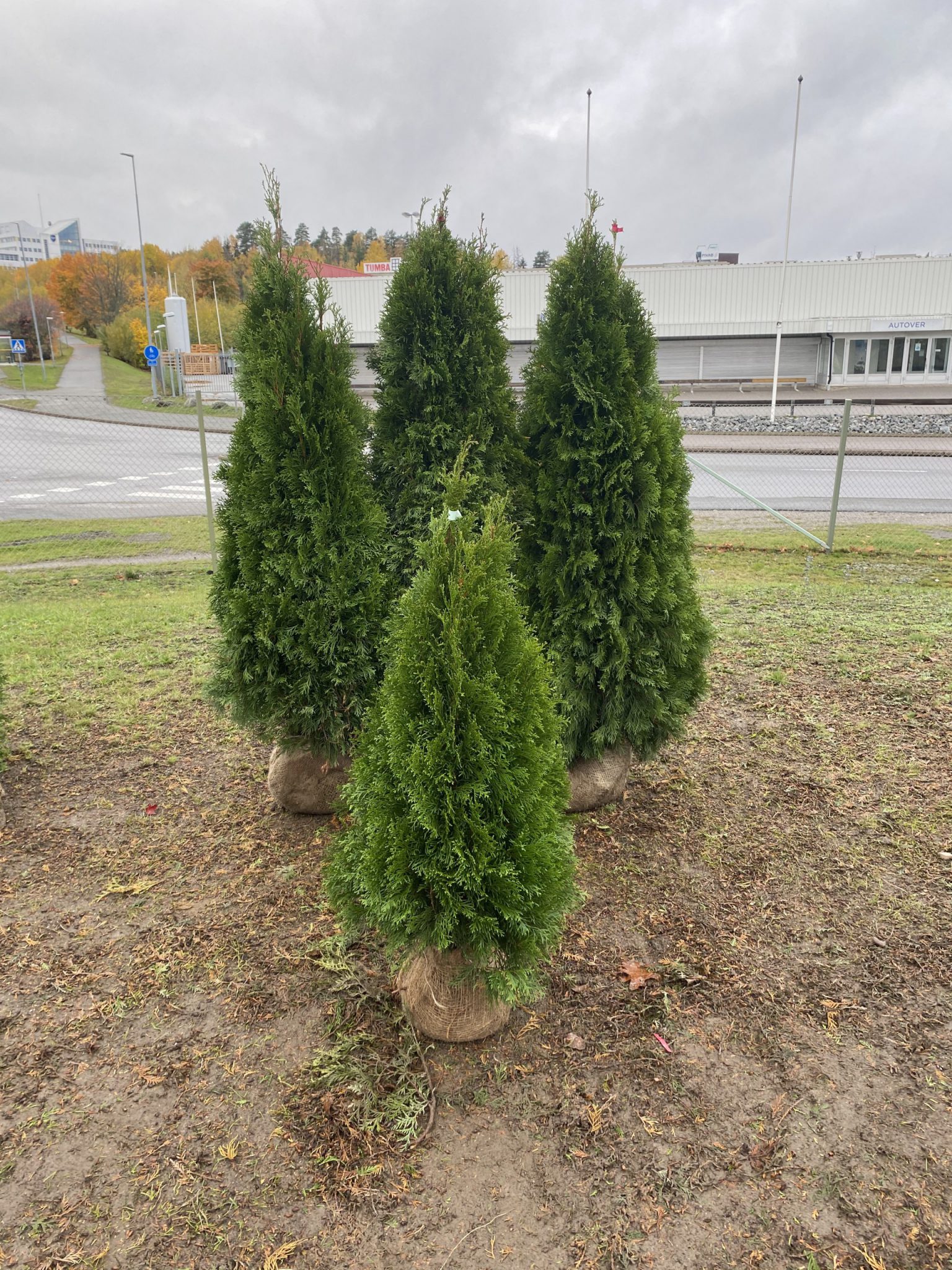 Thuja Smaragd 120 140 cm Rotklump EXKLUSIV Nordensgård Exklusiva