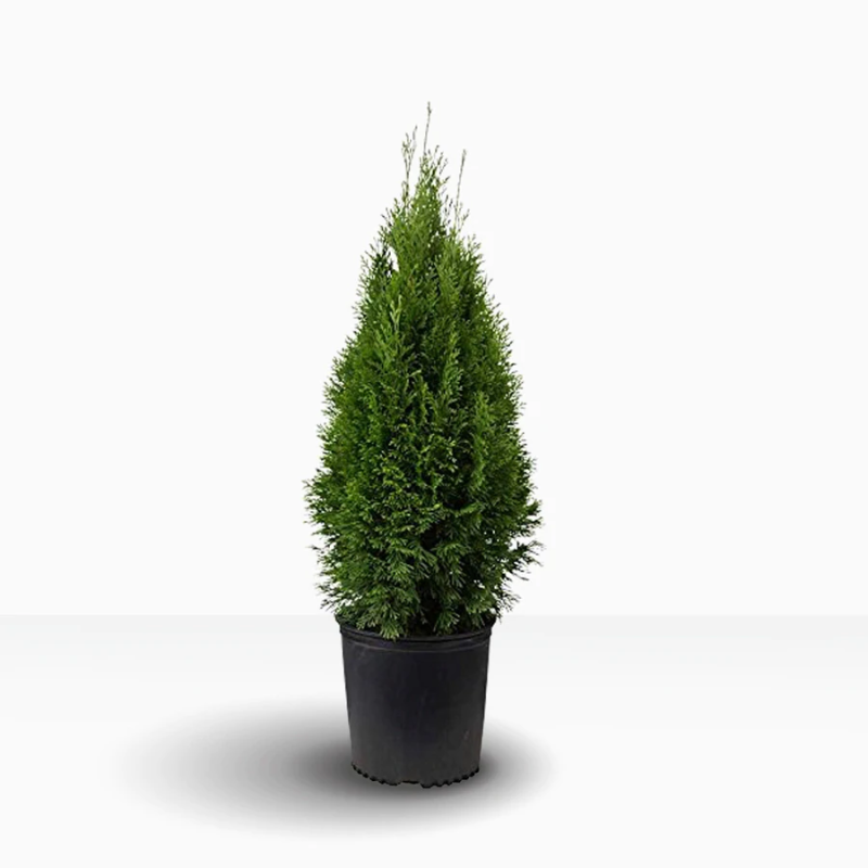 Thuja Fastigiata Cm Krukodlad L Nordensg Rd Allt F R