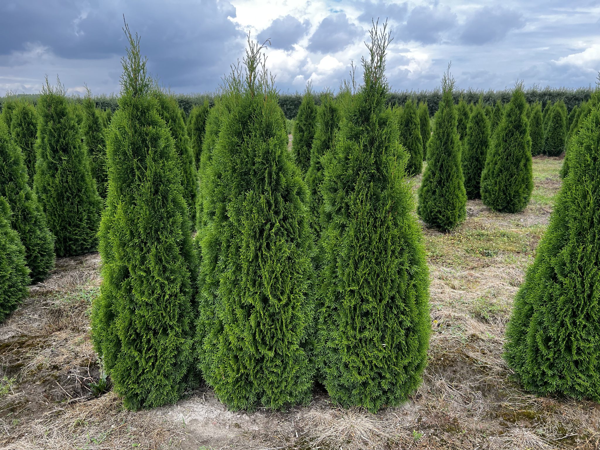 Thuja Smaragd Cm Krukodlad L Exklusiv Nordensg Rd