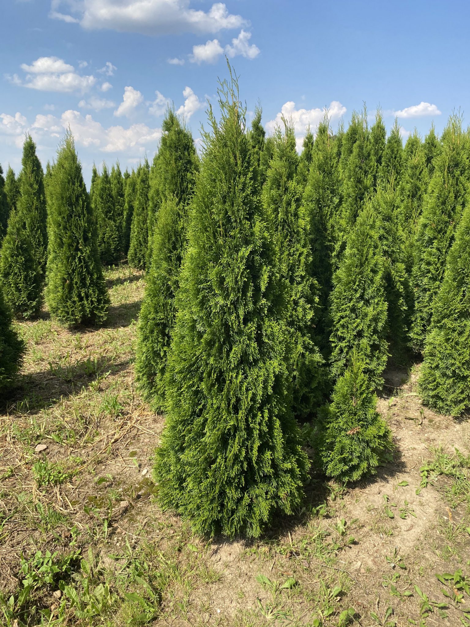 Thuja Smaragd 250275 cm Rotklump “EXKLUSIV” Nordensgård Exklusiva