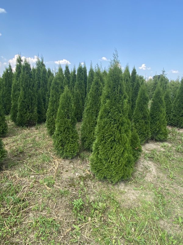 Tujor med naturliga variationer i plantskolan