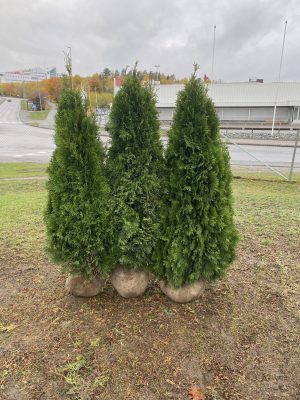 Tujor med hela rotklumpen före plantering
