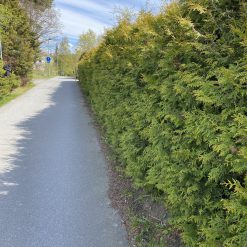 Täta Thuja Brabant häckplantor för leverans