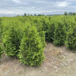 Fältodlade Thuja Brabant med rotklump i plantskola