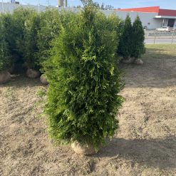 Fältodlade Thuja Brabant plantor före leverans