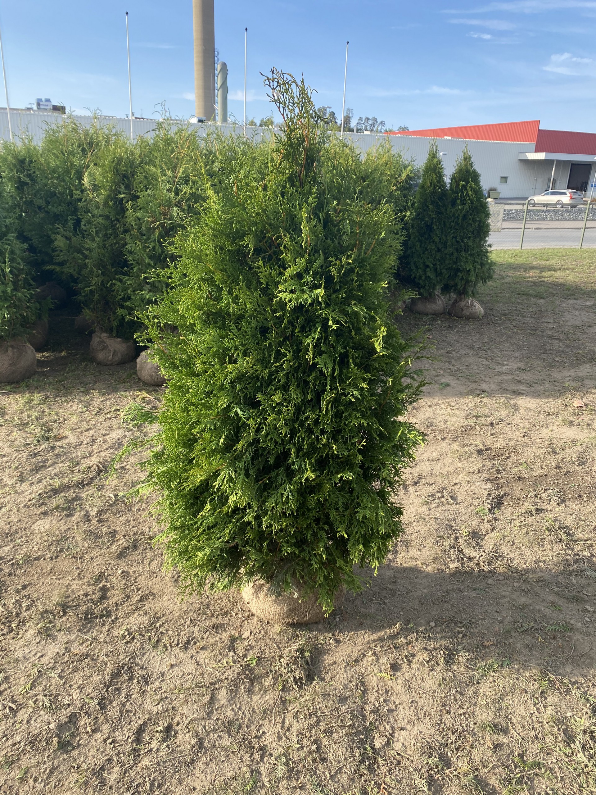 Thuja Brabant Fältodlade Thuja Brabant plantor före leverans