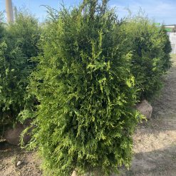 Fältodlade Thuja Brabant plantor med rotklump