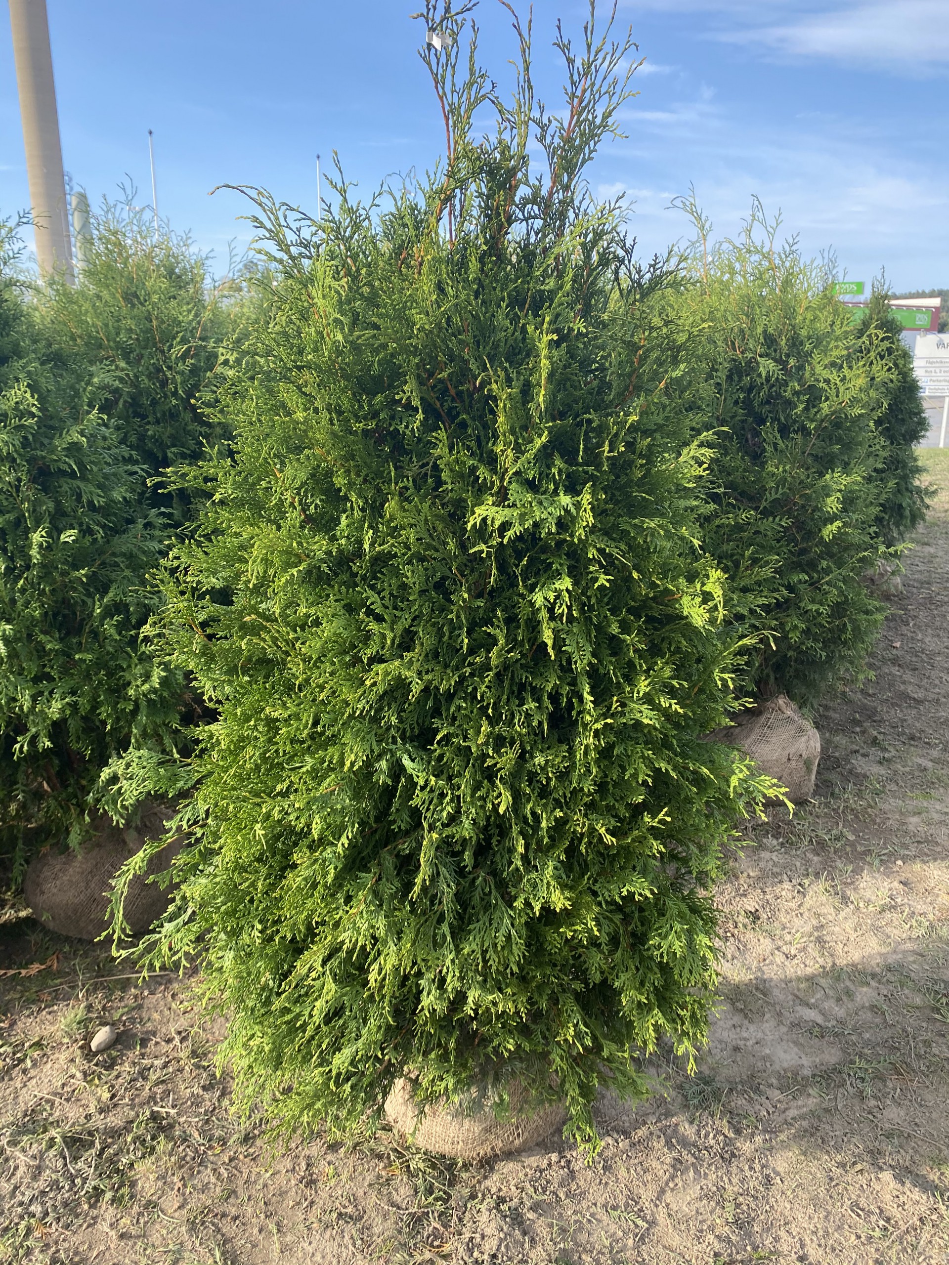 Thuja Brabant Fältodlade Thuja Brabant plantor med rotklump