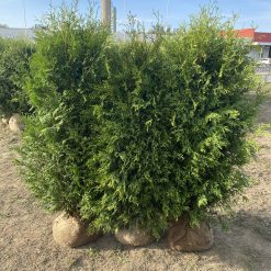Thuja Brabant häckplantor med rotklump