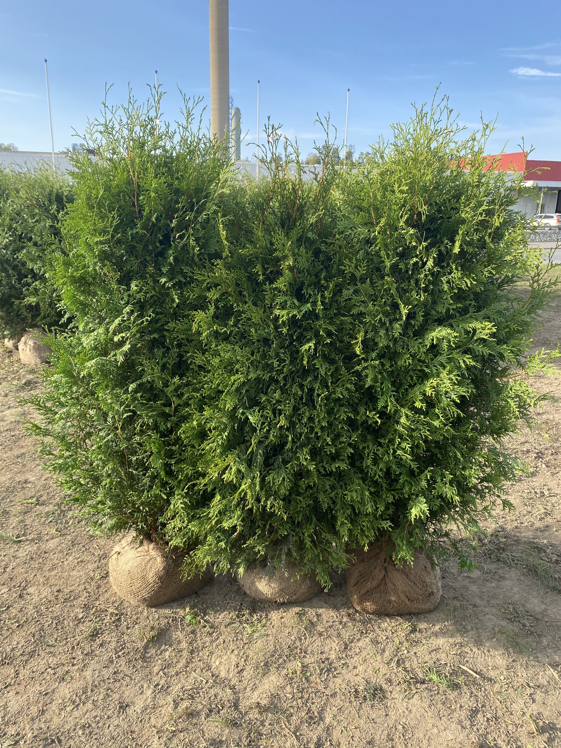 Thuja Brabant Thuja Brabant häckplantor med rotklump