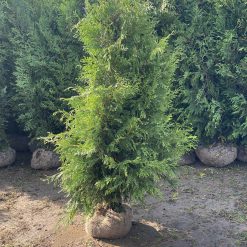 Gröna Thuja Brabant med sammanhållen rotklump