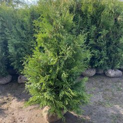 Tät grön Thuja Brabant häckplanta