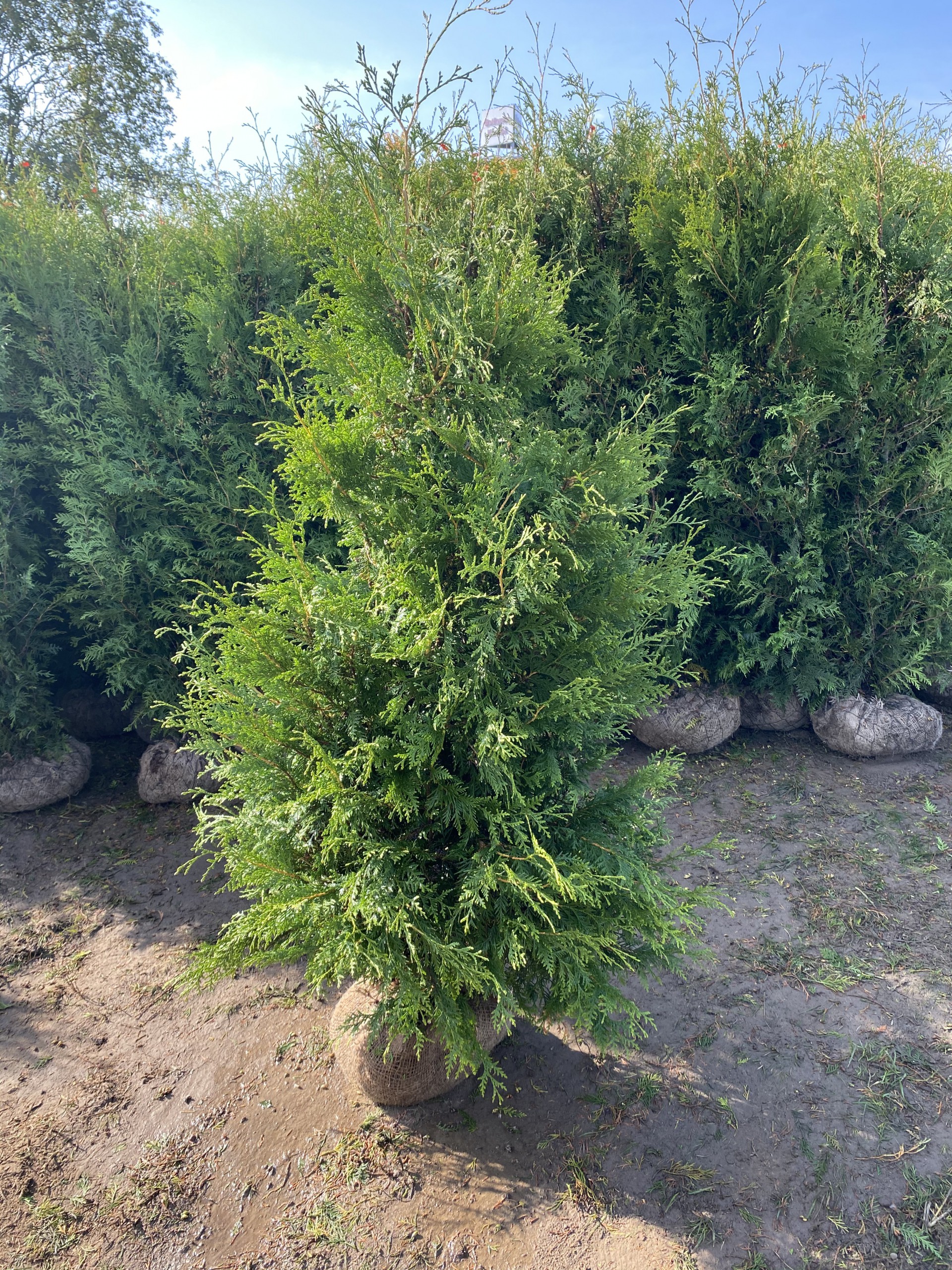 Thuja Brabant Tät grön Thuja Brabant häckplanta
