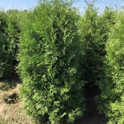 thuja-brabant-180-200-cm-rotklump-exklusiv thuja-brabant-180-200-cm-rotklump-tat-hack-for-insynsskydd thuja-brabant-hack-180-200-cm-med-rotklump-for-snabb-insynsskydd stor-thuja-brabant-180-200-cm-perfekt-for-hack-i-svensk-tradgard thuja-brabant-rotklump-180-200-cm-exklusiv-hackvaxt-for-tradgard gron-thuja-brabant-180-200-cm-for-tat-och-snabbvaxande-hack