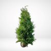 thuja-brabant-180-200-cm-rotklump-exklusiv thuja-brabant-180-200-cm-rotklump-tat-hack-for-insynsskydd thuja-brabant-hack-180-200-cm-med-rotklump-for-snabb-insynsskydd stor-thuja-brabant-180-200-cm-perfekt-for-hack-i-svensk-tradgard thuja-brabant-rotklump-180-200-cm-exklusiv-hackvaxt-for-tradgard gron-thuja-brabant-180-200-cm-for-tat-och-snabbvaxande-hack
