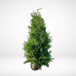 thuja-brabant-180-200-cm-rotklump-exklusiv thuja-brabant-180-200-cm-rotklump-tat-hack-for-insynsskydd thuja-brabant-hack-180-200-cm-med-rotklump-for-snabb-insynsskydd stor-thuja-brabant-180-200-cm-perfekt-for-hack-i-svensk-tradgard thuja-brabant-rotklump-180-200-cm-exklusiv-hackvaxt-for-tradgard gron-thuja-brabant-180-200-cm-for-tat-och-snabbvaxande-hack