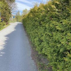 thuja-brabant-180-200-cm-rotklump-exklusiv thuja-brabant-180-200-cm-rotklump-tat-hack-for-insynsskydd thuja-brabant-hack-180-200-cm-med-rotklump-for-snabb-insynsskydd stor-thuja-brabant-180-200-cm-perfekt-for-hack-i-svensk-tradgard thuja-brabant-rotklump-180-200-cm-exklusiv-hackvaxt-for-tradgard gron-thuja-brabant-180-200-cm-for-tat-och-snabbvaxande-hack