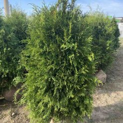 thuja-brabant-180-200-cm-rotklump-exklusiv thuja-brabant-180-200-cm-rotklump-tat-hack-for-insynsskydd thuja-brabant-hack-180-200-cm-med-rotklump-for-snabb-insynsskydd stor-thuja-brabant-180-200-cm-perfekt-for-hack-i-svensk-tradgard thuja-brabant-rotklump-180-200-cm-exklusiv-hackvaxt-for-tradgard gron-thuja-brabant-180-200-cm-for-tat-och-snabbvaxande-hack