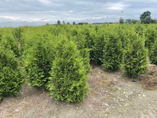 Fältodlade Thuja Brabant med rotklump i plantskola