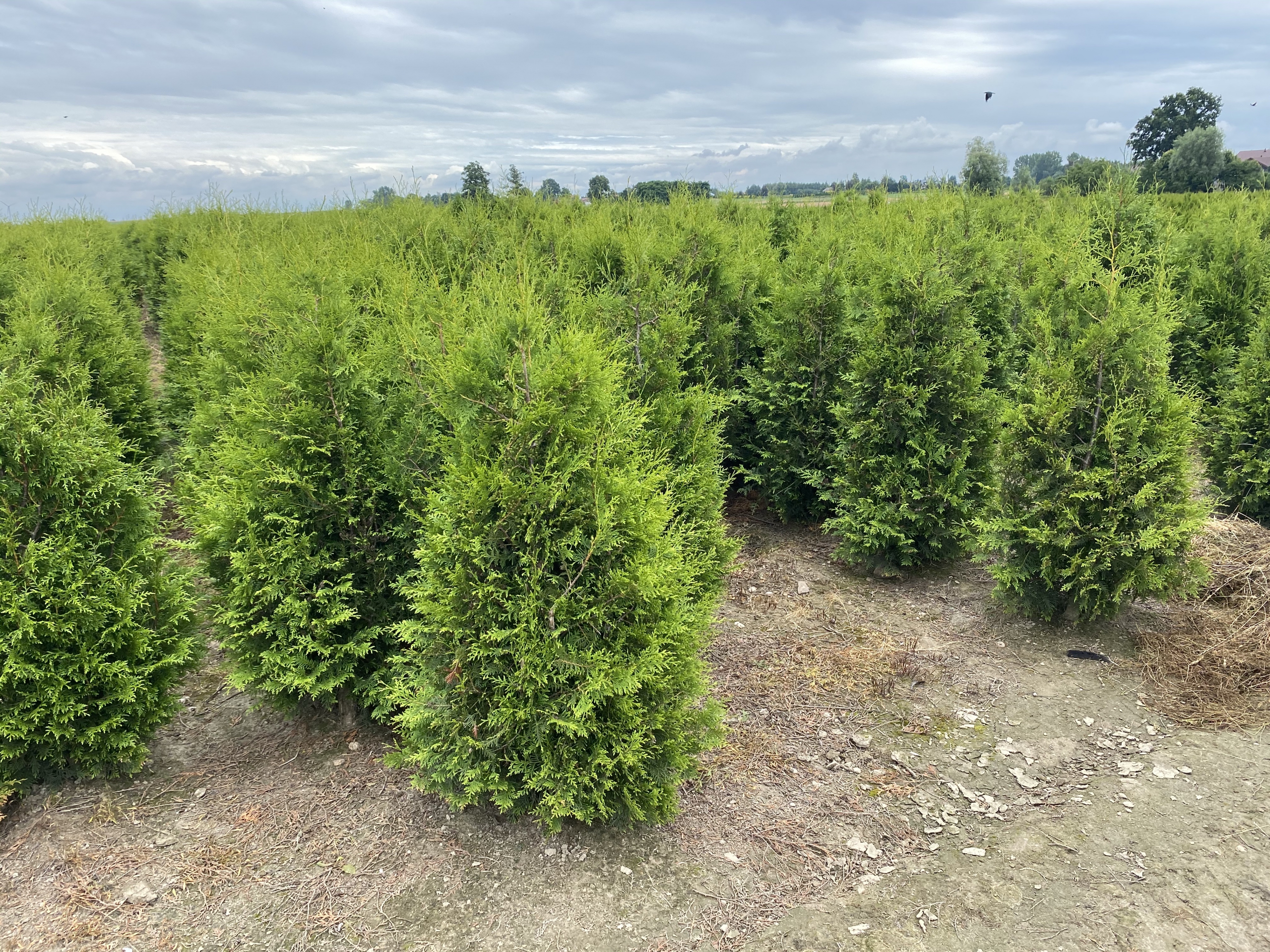 Thuja Brabant Fältodlade Thuja Brabant med rotklump i plantskola