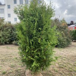 Thuja Brabant plantor med rotklump