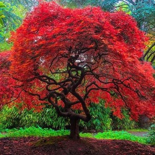 fullvuxen-japansk-rodlovad-lonn-atropurpureum