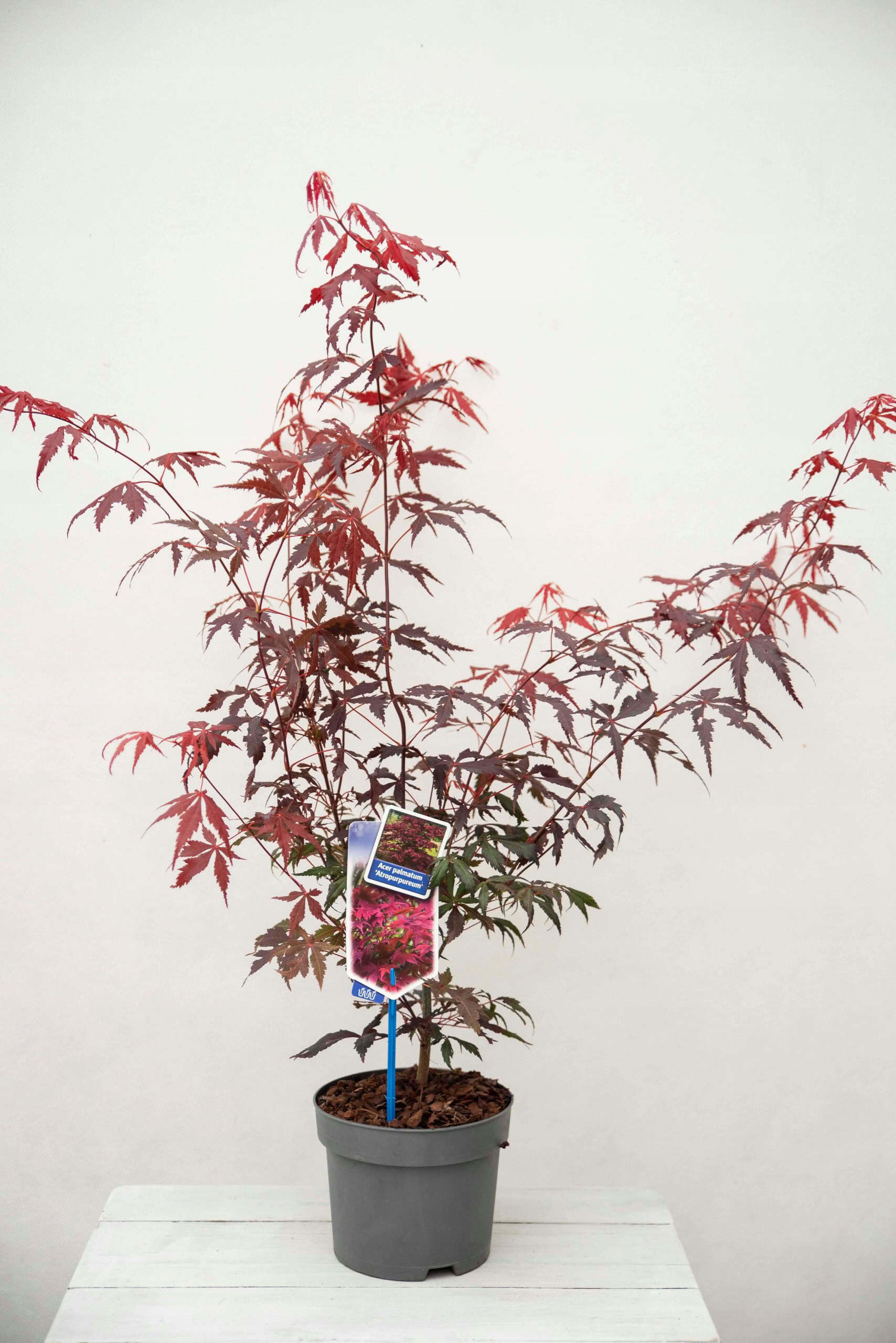 japansk-rodlovad-lonn-acer-palmatum-atropurpureum-60-80-cm