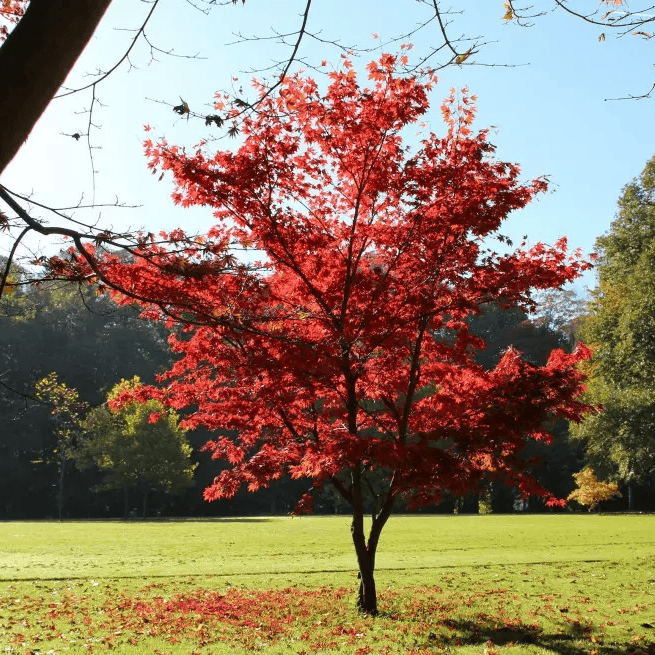 japansk-rodlovad-lonn-acer-palmatum-atropurpureum-60-80-cm japansk-rodlovad-lonn-acer-palmatum-atropurpureum-60-80-cm
