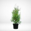 thuja-brabant-25-40-cm-krukodlad-p9-premium