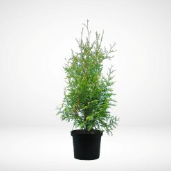 thuja-brabant-25-40-cm-krukodlad-p9-premium