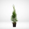 thuja-smaragd-25-40-cm-krukodlad-p9-premium-hackplanta
