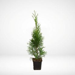 thuja-smaragd-25-40-cm-krukodlad-p9-premium-hackplanta
