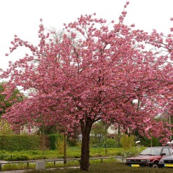 japansk körsbärträd