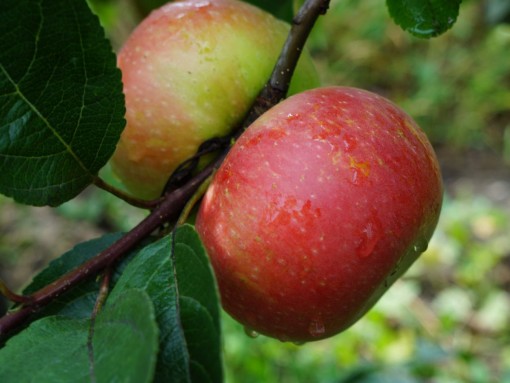 äppelträd pris