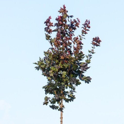 skogslönn Acer platanoides