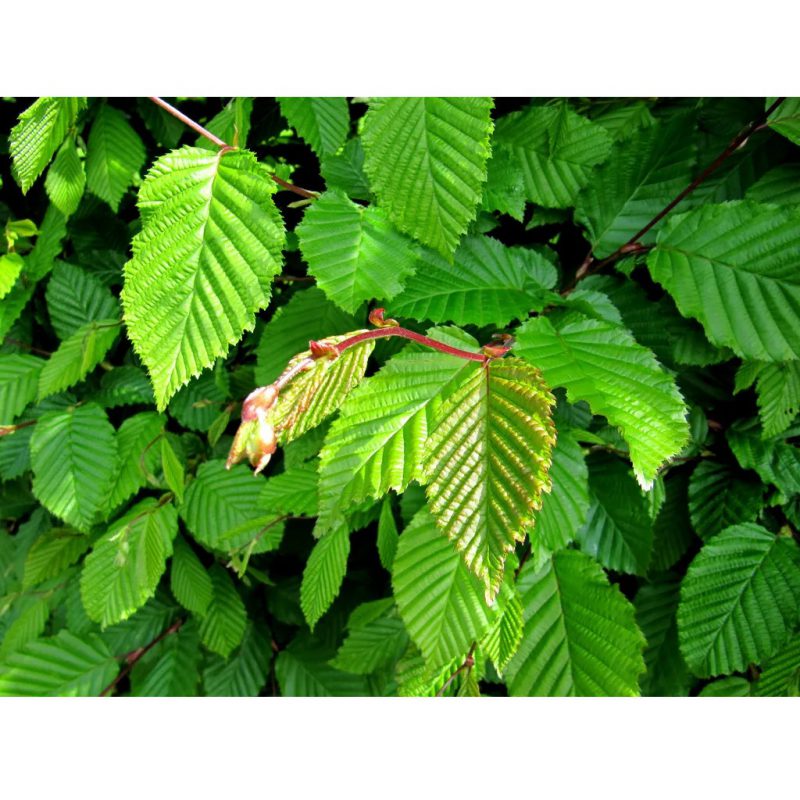 NordensGård - Allt för trädgården Plantskola-trädgårdsgrossist