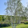 himalayabjork-jacquemontii-250-300-cm-stamomkrets-6-8-cm