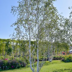himalayabjork-jacquemontii-250-300-cm-stamomkrets-6-8-cm