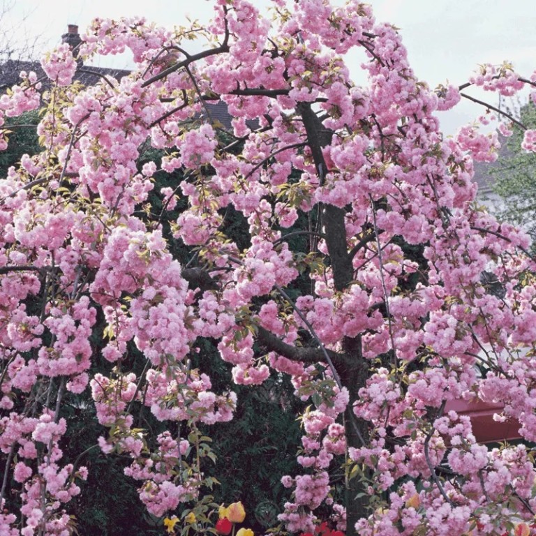 Prunus ‘Kiku-shidare-zakura’ 100-120 cm 2-4 - NordensGård - Allt för ...