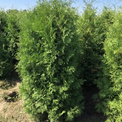 Thuja Brabant häckplantor uppställda för leverans