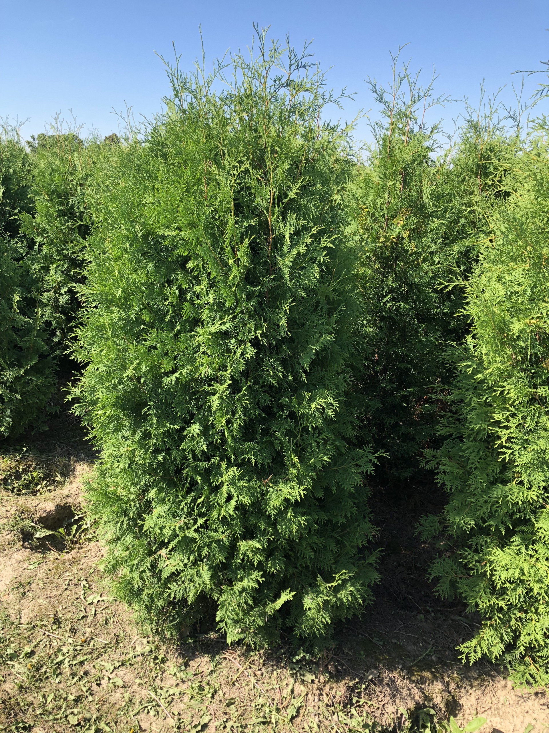 Thuja Brabant Thuja Brabant häckplantor uppställda för leverans
