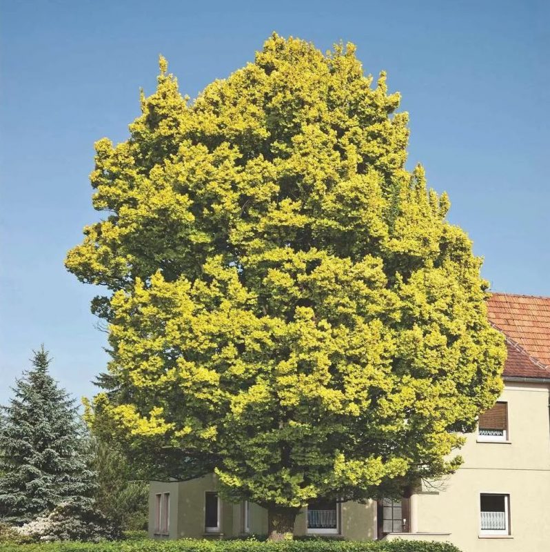 Ulmus hollandica ’Wredei’ Guldalm 380450 cm 1012 NordensGård Allt