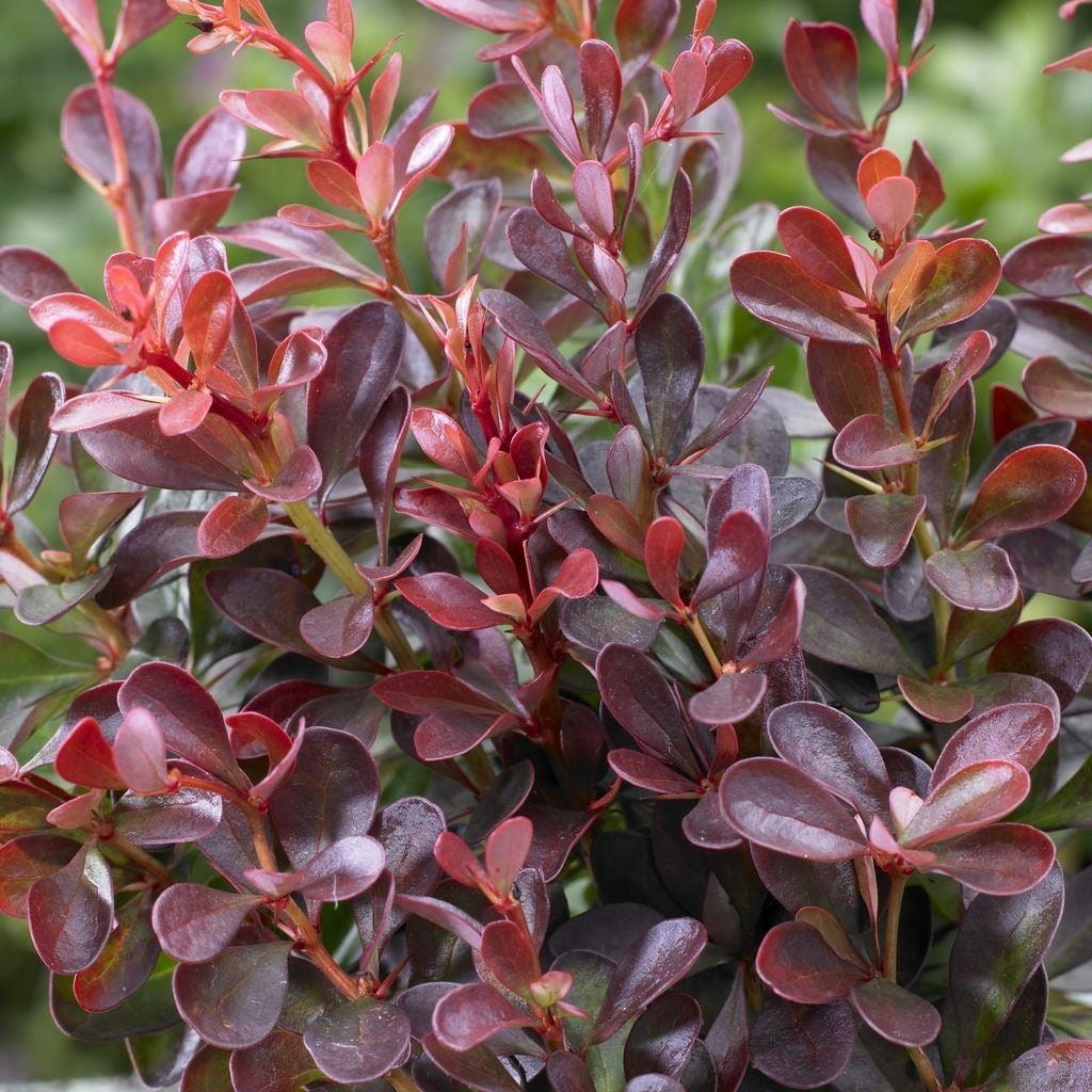 Berberis thunbergii 'Atropurpurea Nana'