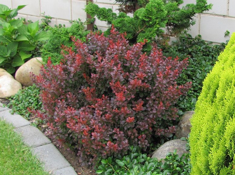 Berberis thunbergii 'Atropurpurea Nana'