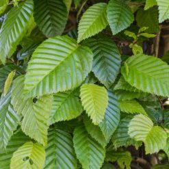 Carpinus betulus ‘Fastigiata’ med tät upprätt krona