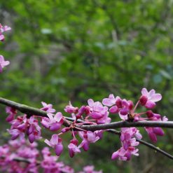 cercis chinensis