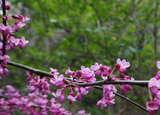 cercis chinensis