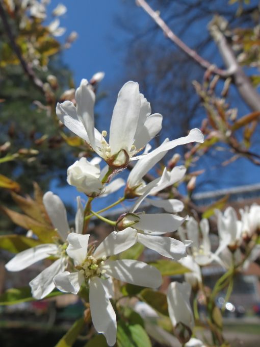 japansk magnolia
