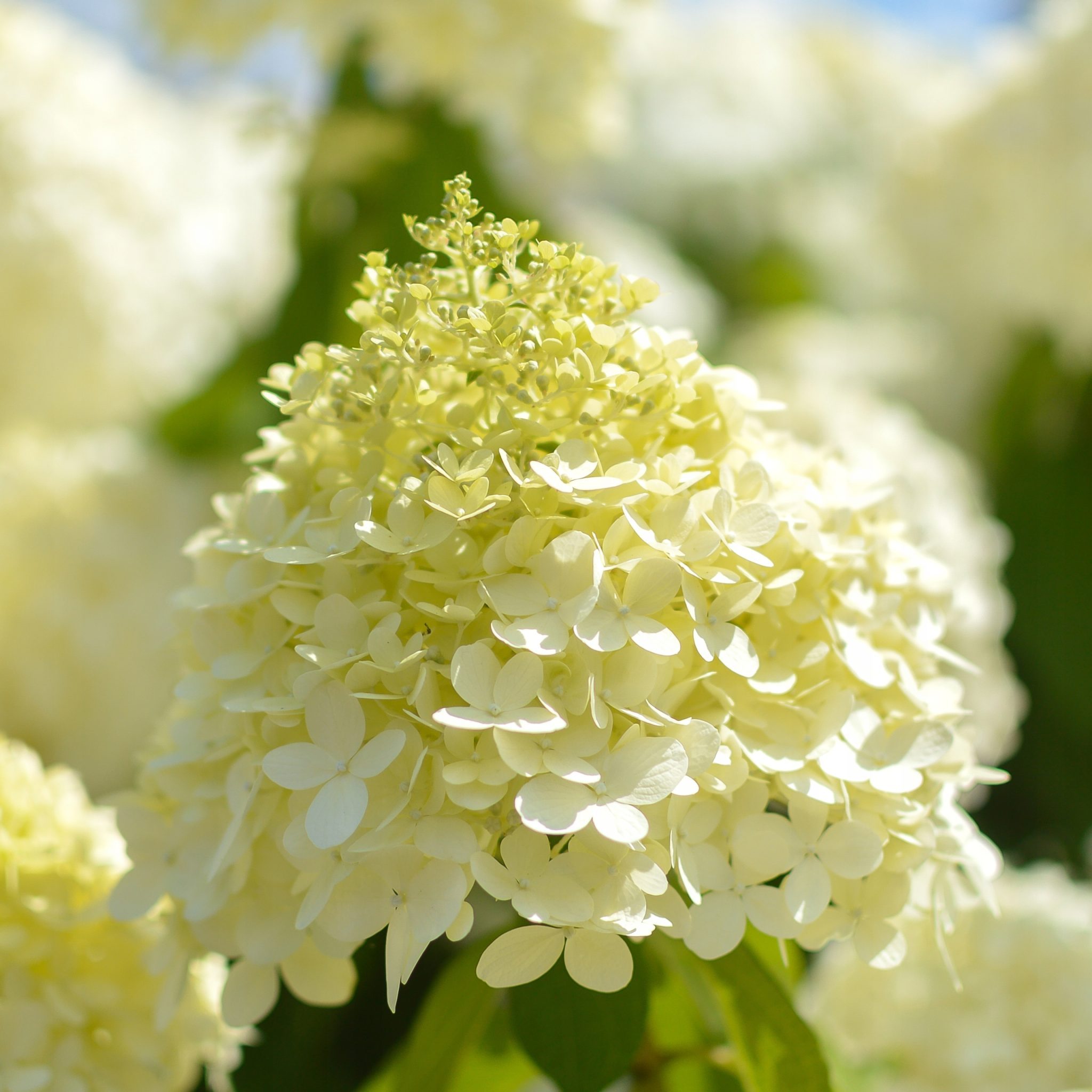 Vipphortensia 'Limelight'