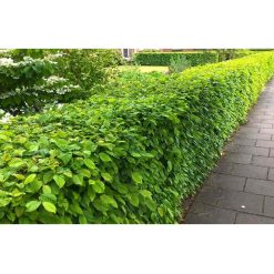 avenbok-barrot-40-60cm avenbok-hackplantor avenbok-plantering avenbok-rotsystem